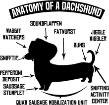 Load image into Gallery viewer, Anatomy of a dachshund t-shirtanimals, dog, Ladies, Mens, pets, Unisex