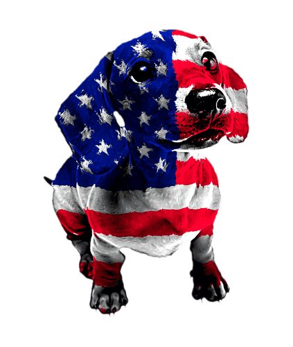 American Dachshund T-Shirtanimals, dog, Ladies, Mens, pets, Unisex
